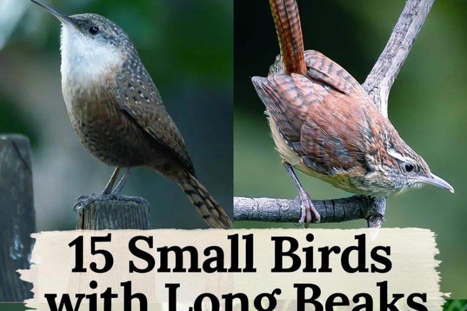Small Birds with Long Beaks