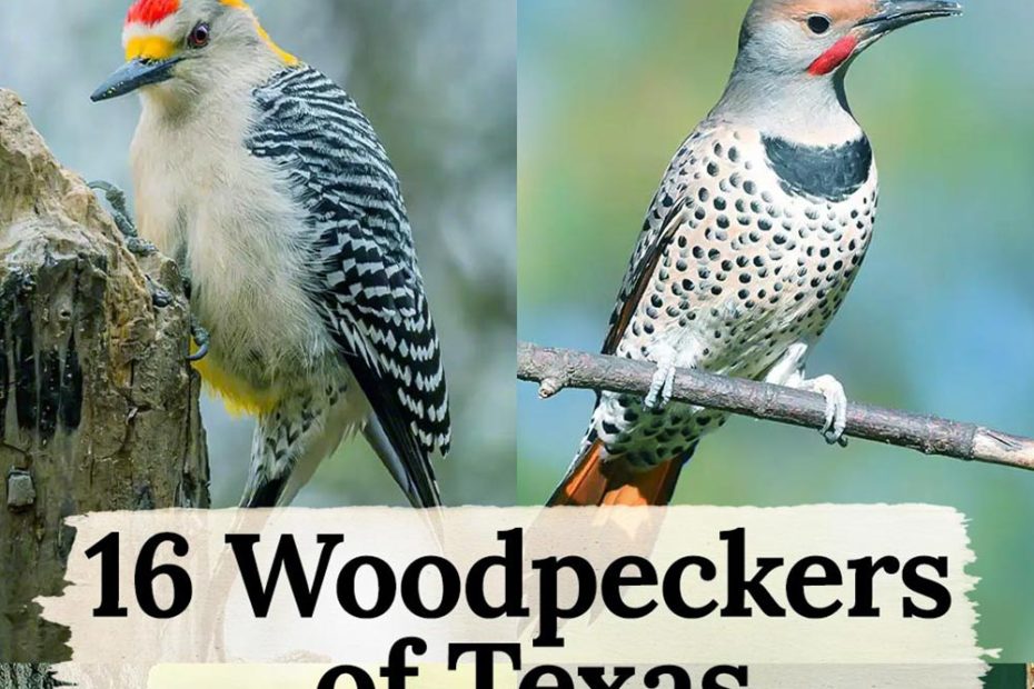 Woodpeckers of Texas