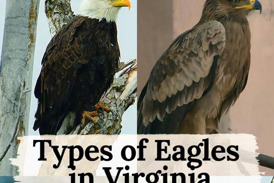 Eagles in Virginia