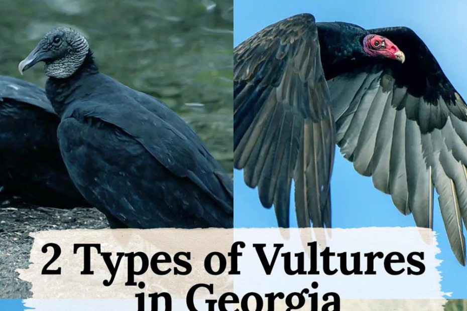 Vultures in Georgia