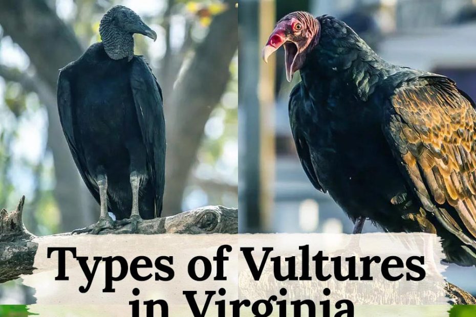 Vultures in Virginia