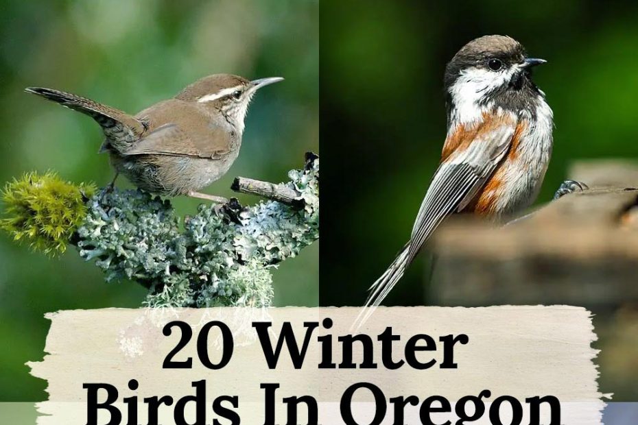 winter birds in Oregon
