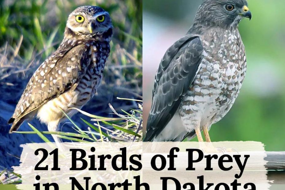 birds of prey in North Dakota