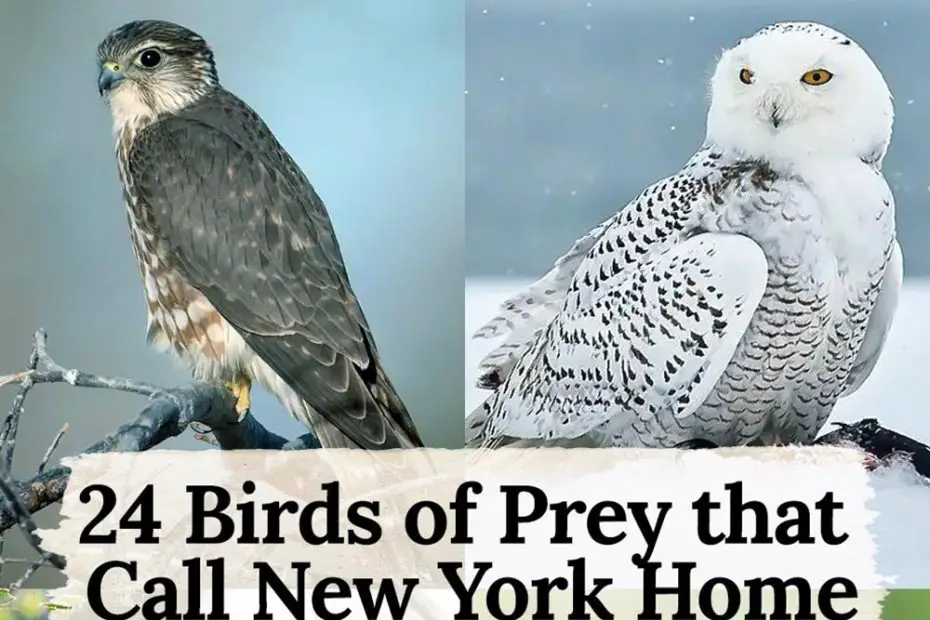 birds of prey in New York