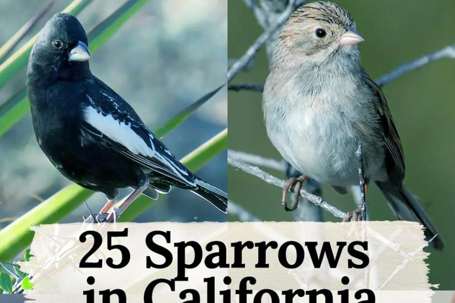 Sparrows in California
