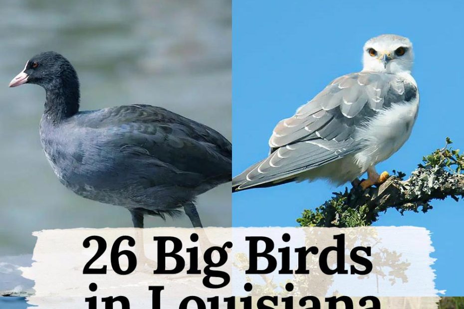 big birds in Louisiana