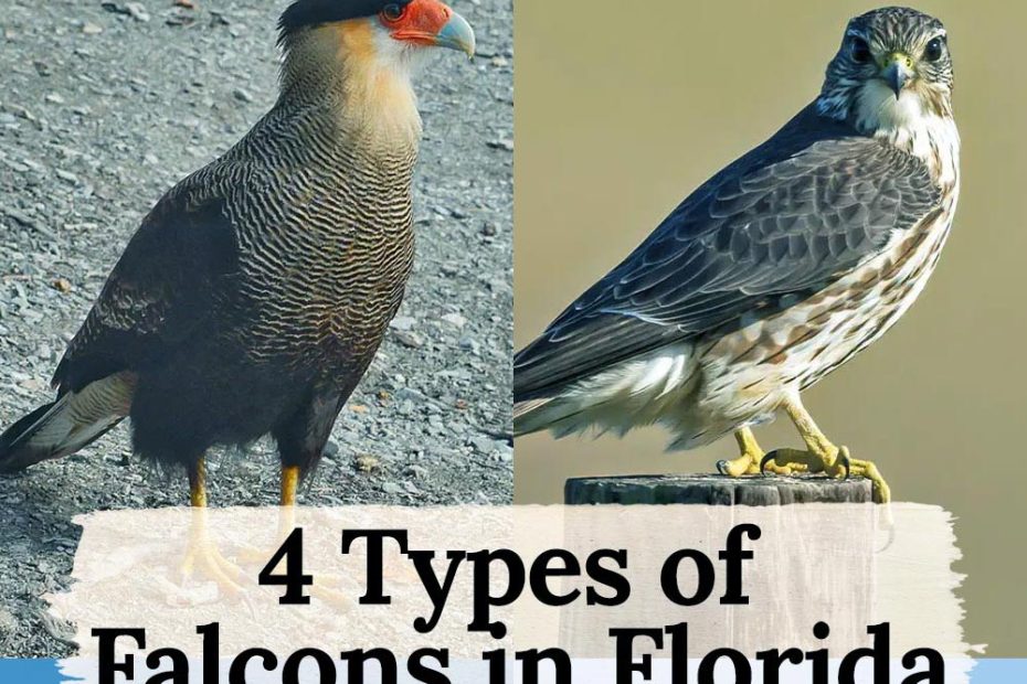 Falcons in Florida