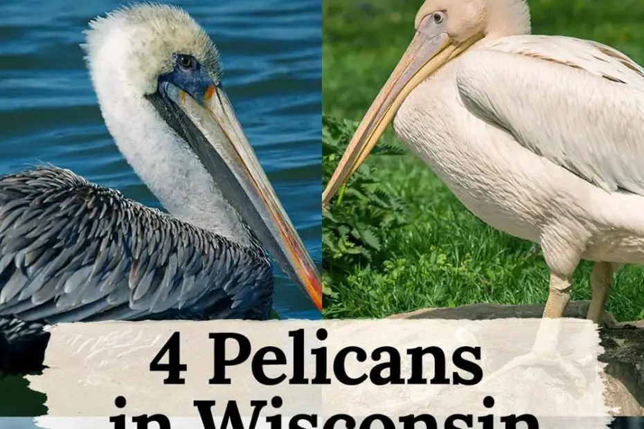 Pelicans in Wisconsin