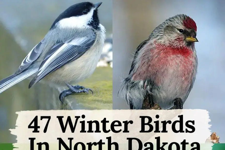 winter birds in North Dakota
