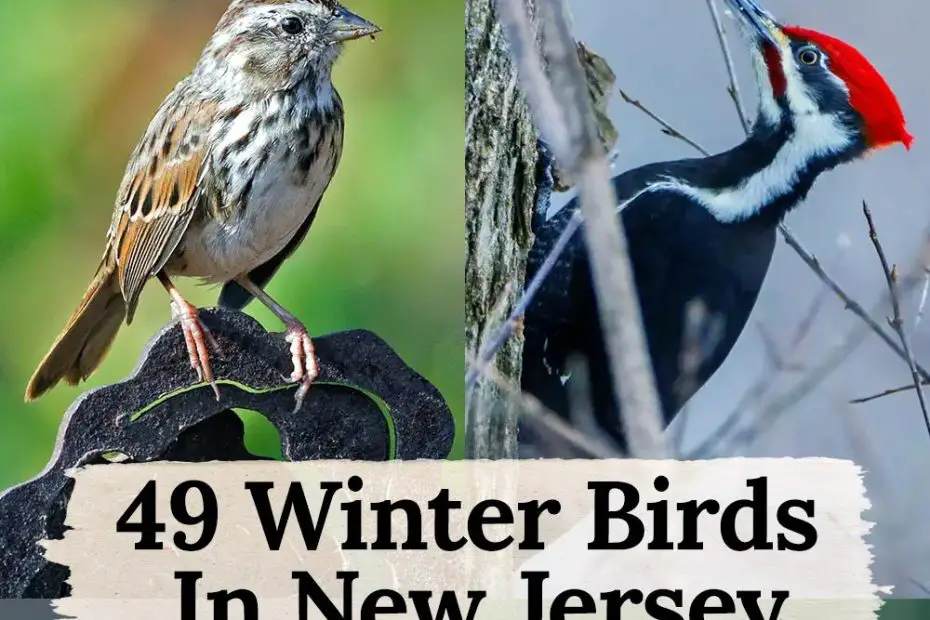 winter birds in New Jersey