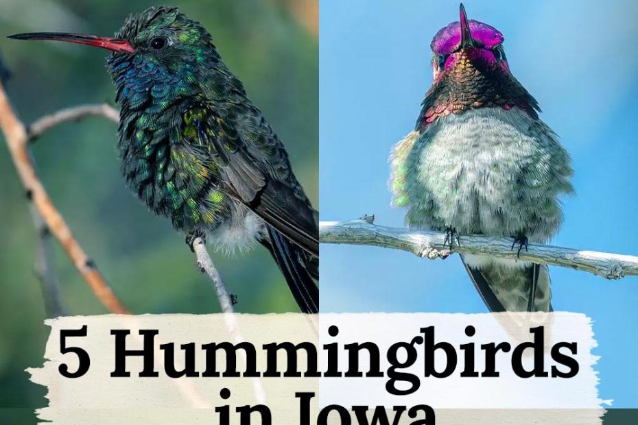 Hummingbirds in Iowa