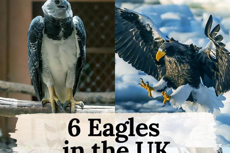 Eagles in the UK