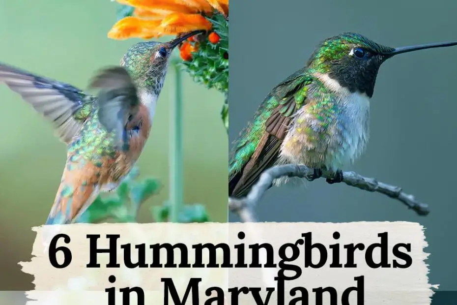 Hummingbirds in Maryland