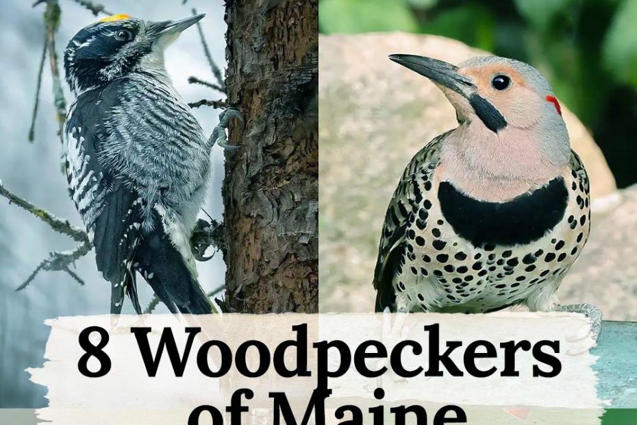 Woodpeckers of Maine