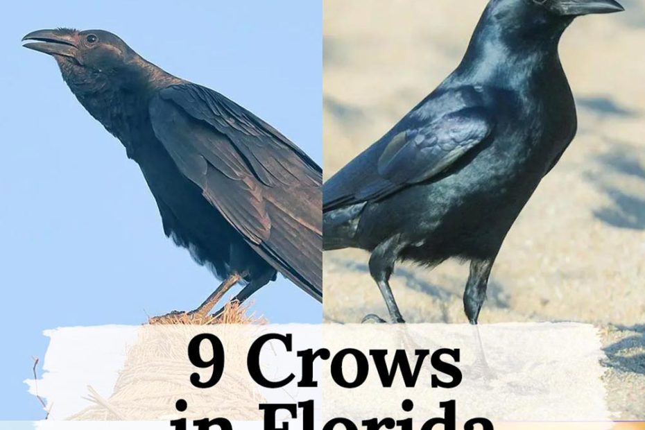 Crows in Florida