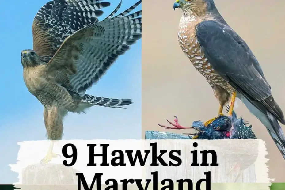 Hawks in Maryland