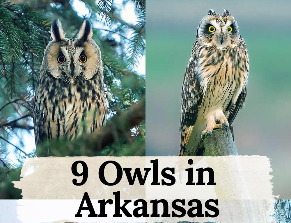 Arkansas's Nocturnal Symphony: 9 Owls in Arkansas - The Worlds Rarest Birds