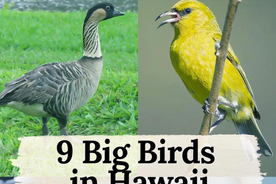 big birds in Hawaii
