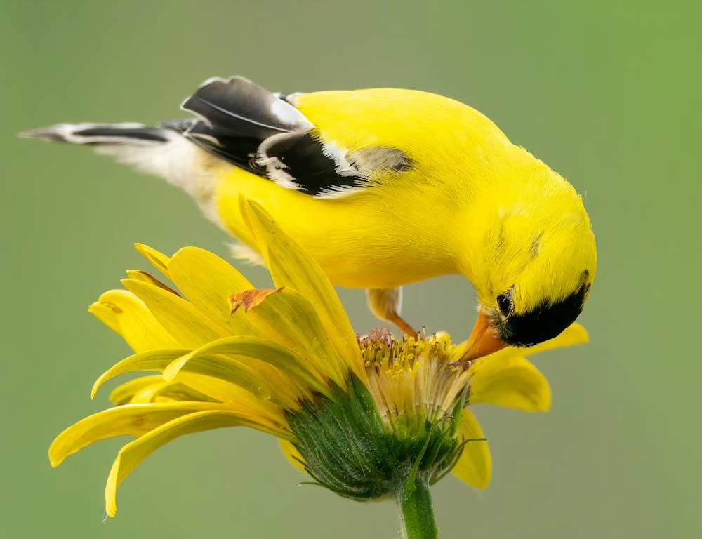 American Goldfinch