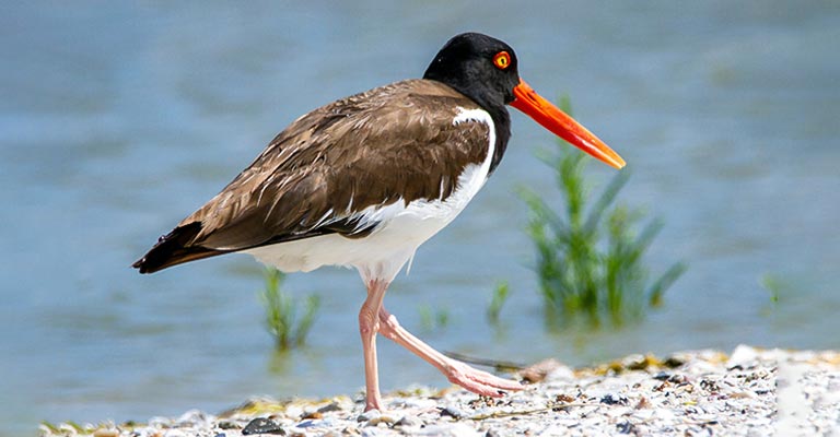 American Oystercatcher Life History