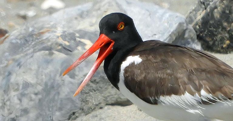 American Oystercatchers Vocalizaion