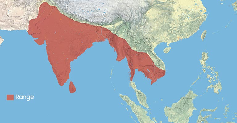 Anastomus Range Map