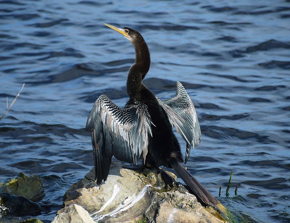 Anhinga