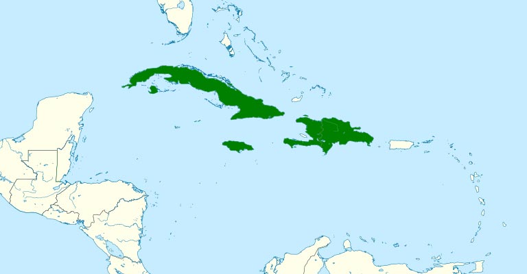 Antillean Palm Swift's range map