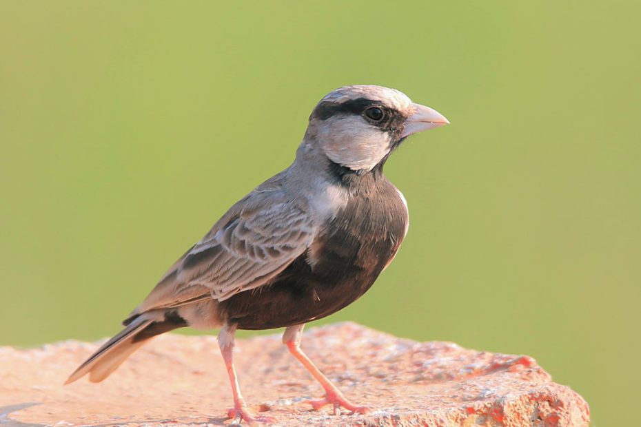 Ashy-Crowned Sparrow-Lark
