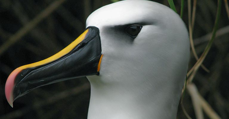 Atlantic Yellow-nosed Albatross Eye Color