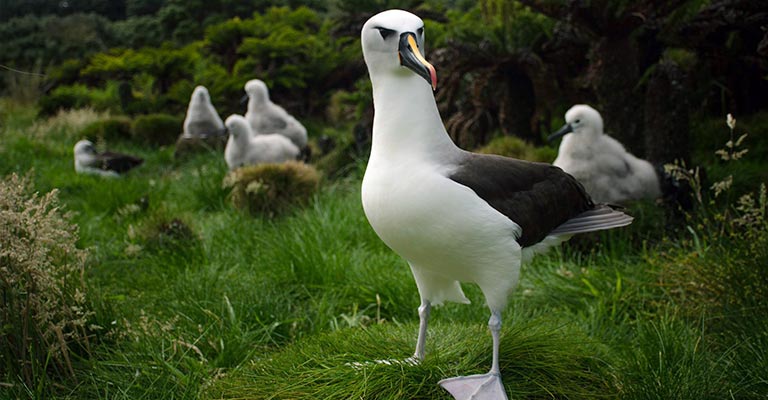 Atlantic Yellow-nosed Albatross Life History