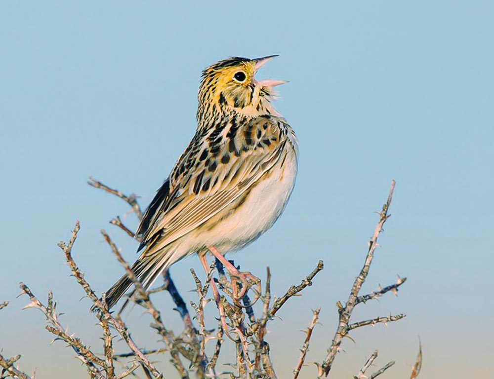 Baird's Sparrow