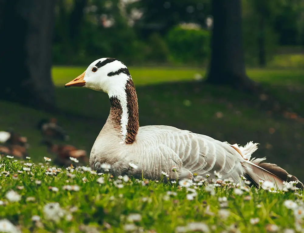 Bar-Headed Goose Color and pattern