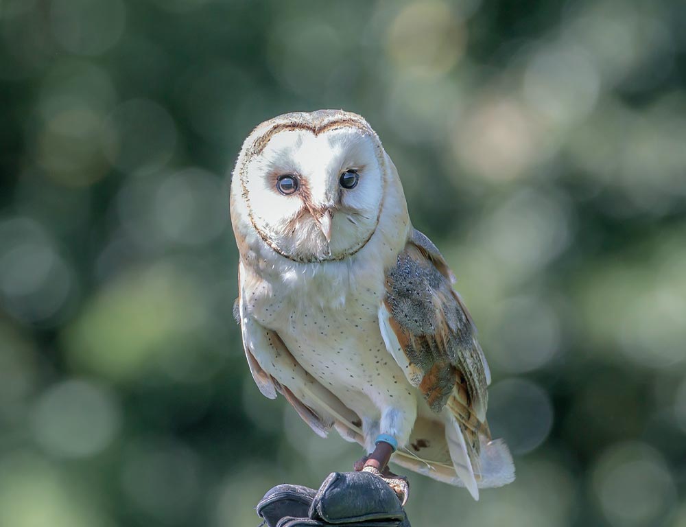 Barn Owl