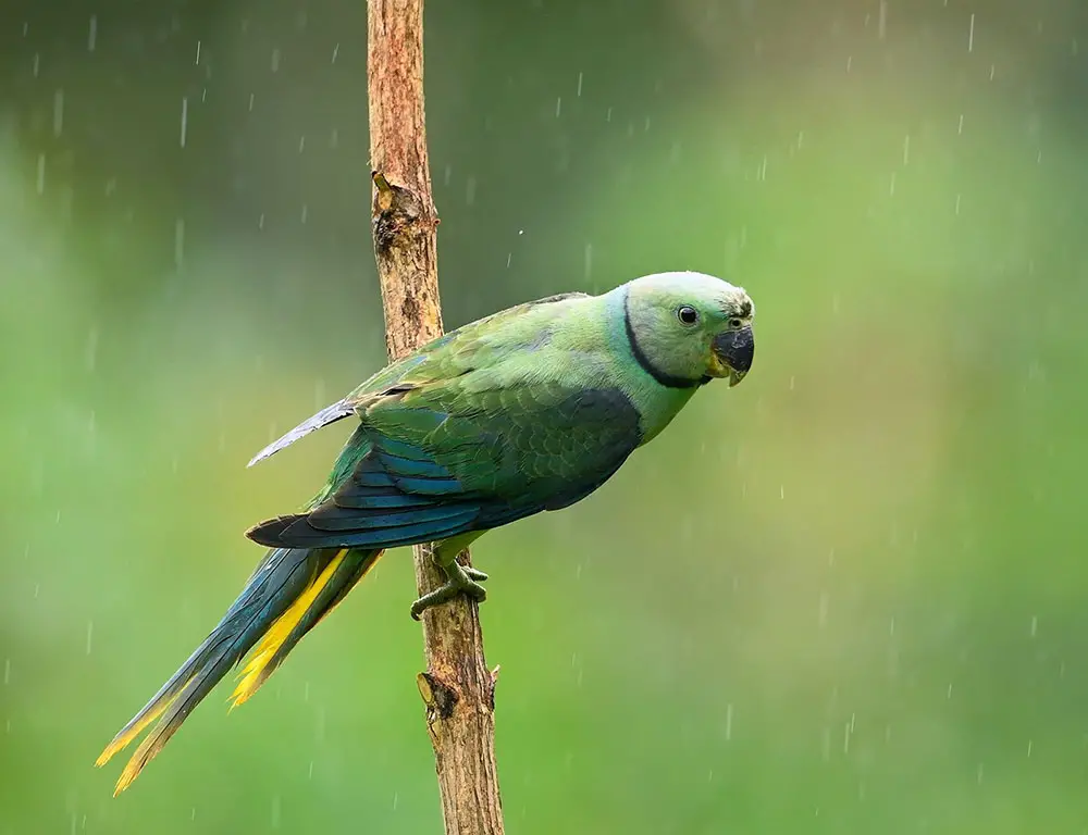 Behavior and Diet of Blue-Winged Parakeets