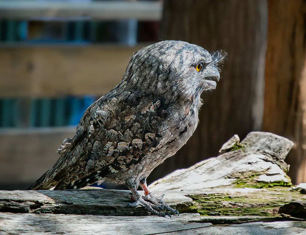 Behavior and Diet of Frogmouths