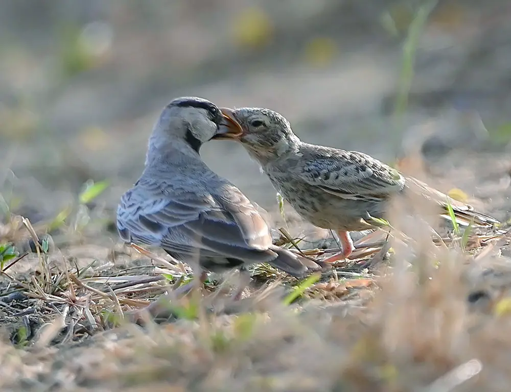 Behavior and Diet of the Ashy-Crowned Sparrow-Lark