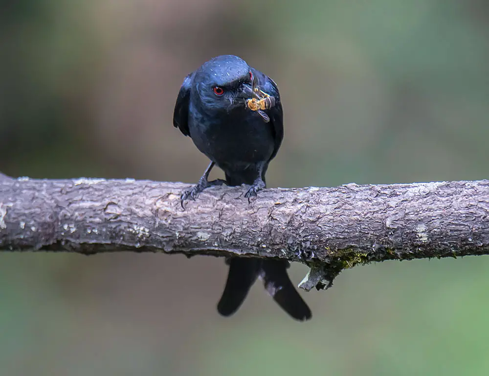 Behavior and Diet of the Ashy Drongo