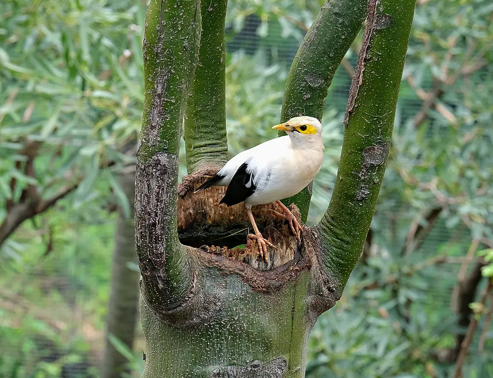 Behavior and Diet of the Black-Winged Myna