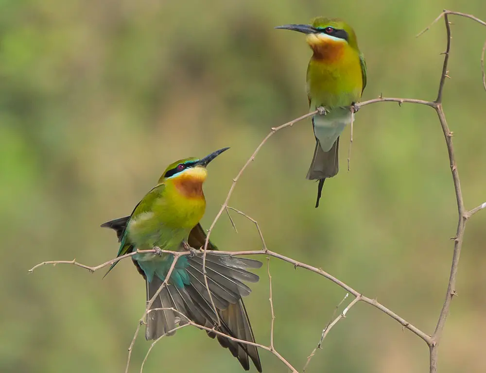 Behavior and Diet of the Blue-Tailed Bee-Eater