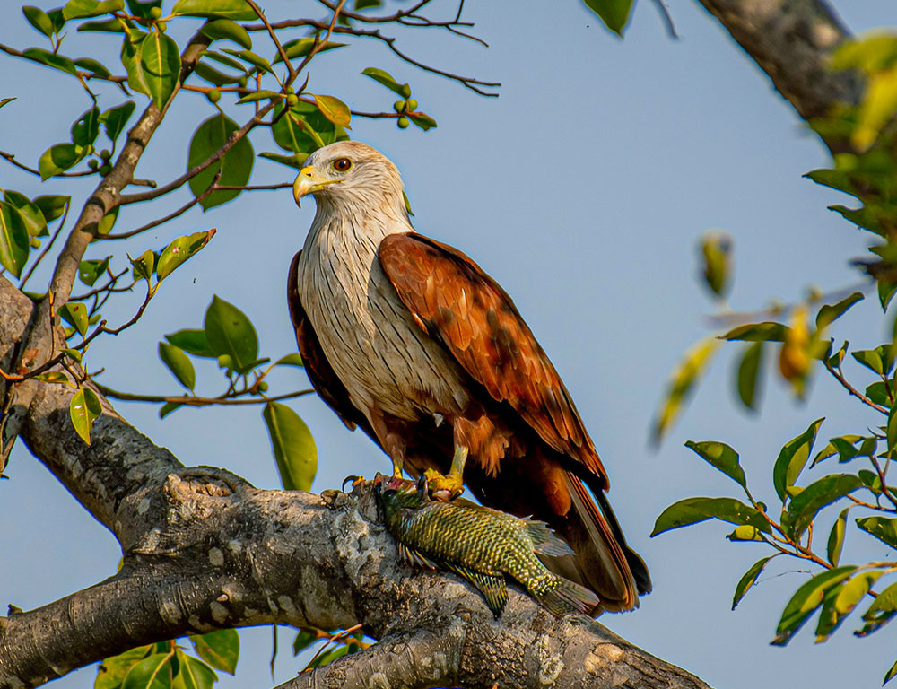 Behavior and Diet of the Brahminy Kite