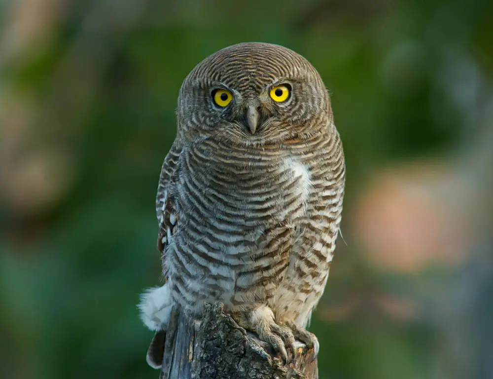 Behavior and Diet of the Jungle Owlet