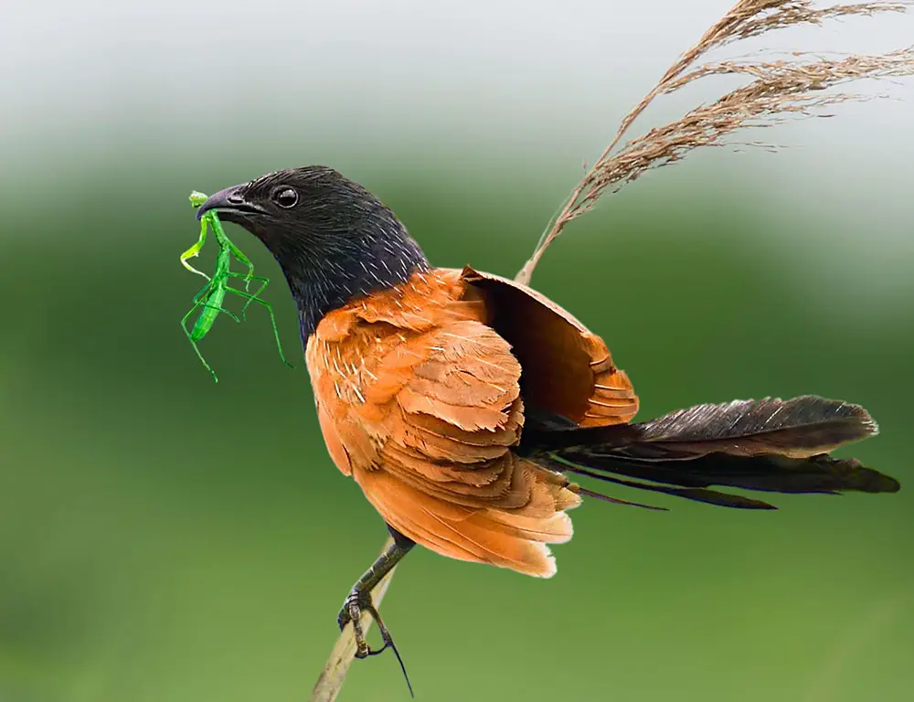 Behavior and Diet of the Lesser Coucal