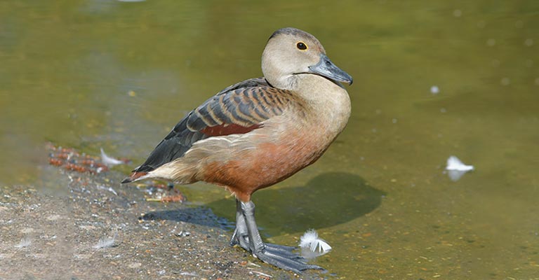 Behavior and Diet of the Lesser Whistling Duck