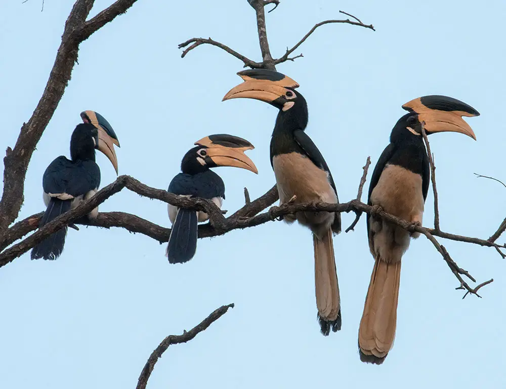 Behavior and Diet of the Malabar Pied Hornbill