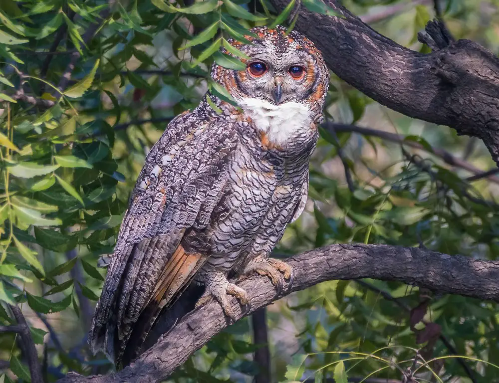 Behavior and Diet of the Mottled Wood Owl
