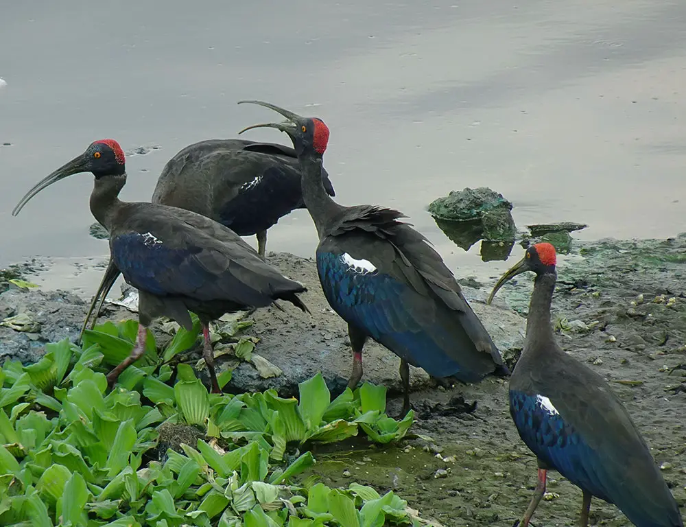 Behavior and Diet of the Red-Naped Ibis