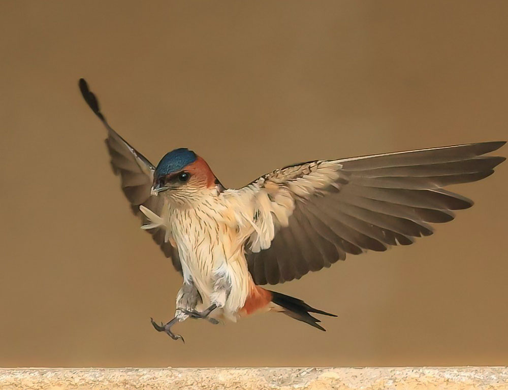 Behavior and Diet of the Red-Rumped Swallow