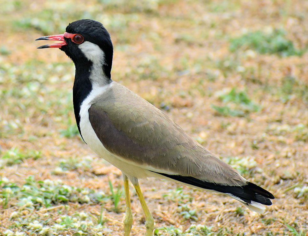 Behavior and Diet of the Red-Wattled Lapwing