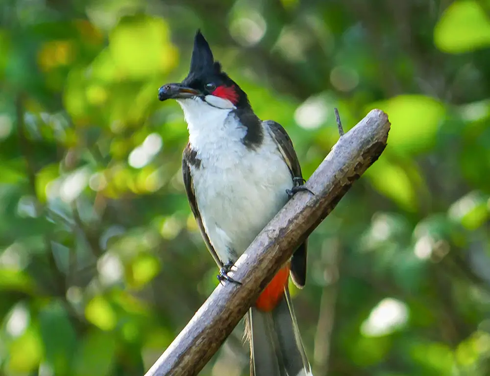 Behavior and Diet of the Red-Whiskered Bulbul